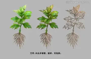 艾灸
