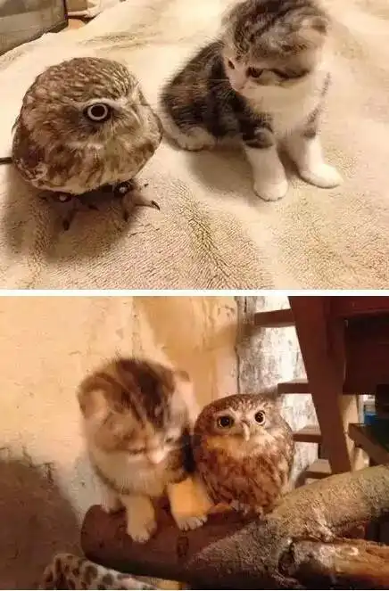 小猫咪和猫头鹰在一起是怎样的感觉,萌出一脸血....
