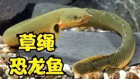 孔雀鱼要生小鱼啦
