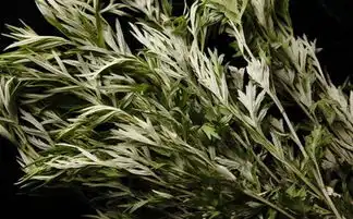 艾草治疗妇科病的方法有副作用吗

