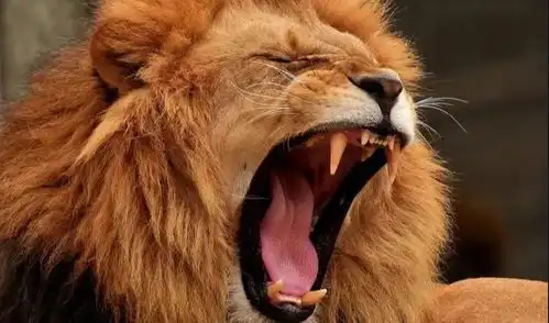 我国没有狮子曾经东北的狮子比东北虎还猛,汉代还有狮子进贡
