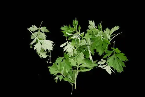 青蒿艾草图片素材下载植物花草素材下的其它植物图片素材
