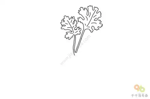 香菜简笔画
