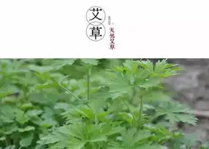 艾叶加一物,专治颈肩腰腿痛用2次就不疼了,超有用
