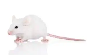 小白鼠
