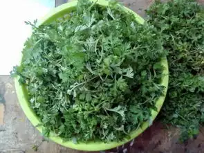 清明艾草这么吃,能扫净人体内恶寒,可惜很少揭西人知道
