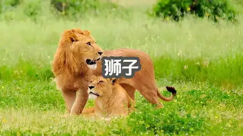 一个狮群家族中,每头狮子各司其职,他们的生活不过如此

