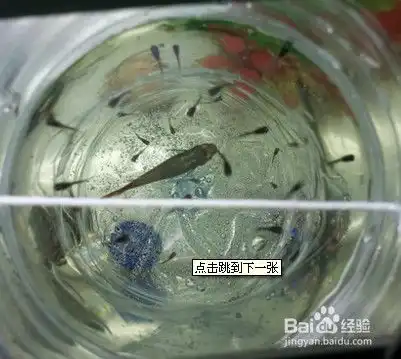 养殖凤尾鱼的方法
