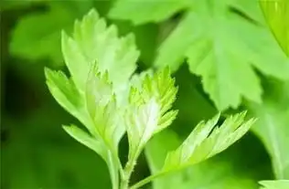 生地黄艾叶山药薏米生姜,日常生活必备的八大中医药材

