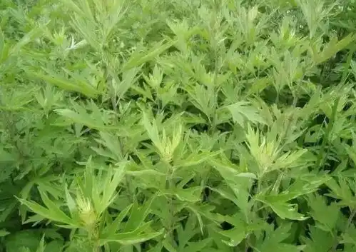 一大波高明清明美味来袭看完保证让你流口水
