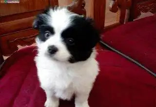 想要养狗又怕吵,这些狗狗很安静最不爱叫的狗狗十大排行
