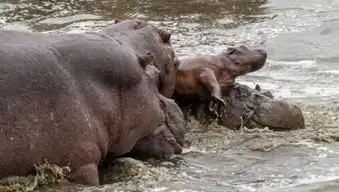 小河马被撕成碎片喂鳄鱼
