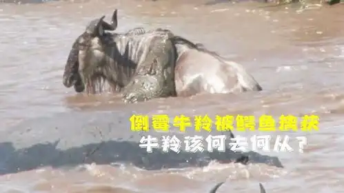 倒霉牛羚被鳄鱼擒获,生命危在旦夕,牛羚该何去何从
