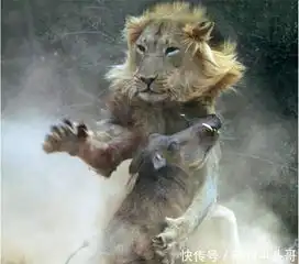 疣猪误闯雄狮领地,为活命向狮子反击,却被狮子轻松还击秒杀
