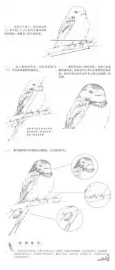 小枣子的小教程燕子
