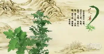 什么样的艾叶才能制作艾条,对艾灸效果有什么影响
