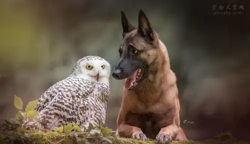 镜头下,德国牧羊犬ingo和猫头鹰poldi,令人羡慕的友谊32张
