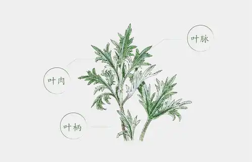 艾艾贴真的有效吗

