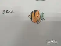 热带小鱼简笔画怎么画,怎么画热带鱼简笔画
